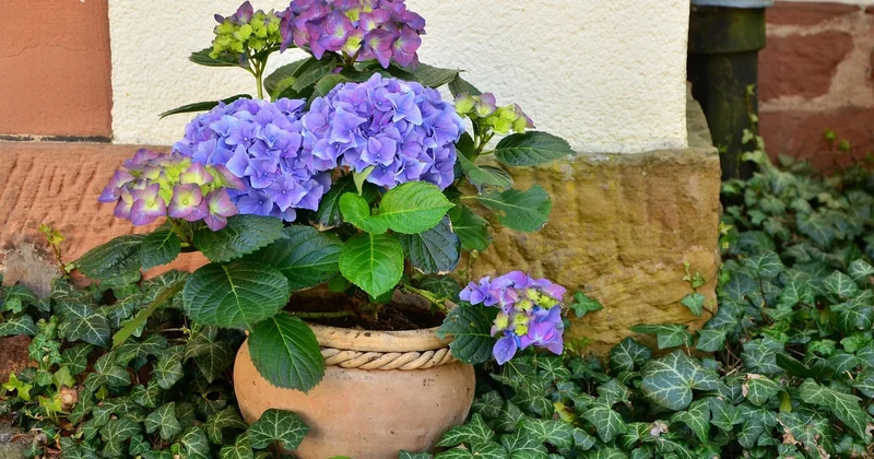 Combien faut-il prévoir pour végétaliser une terrasse en bois ?